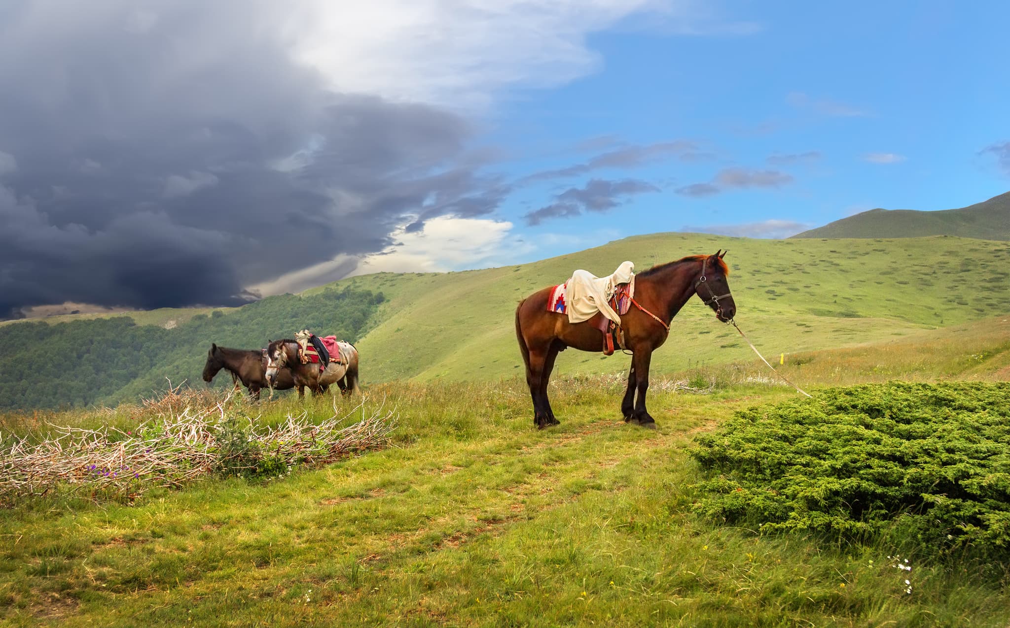 Horse Riding and Vacation in Montenegro
