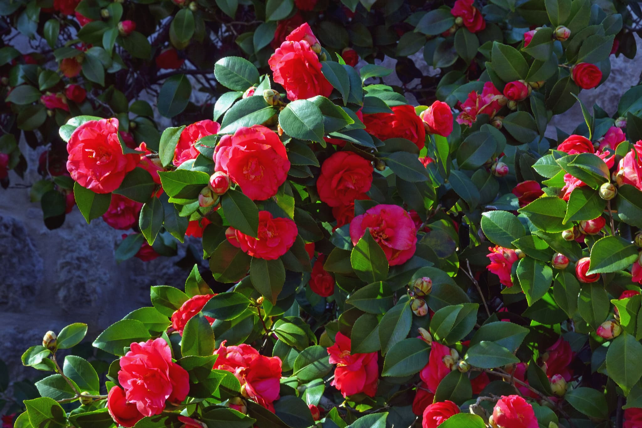 Top Reasons to Visit Montenegro